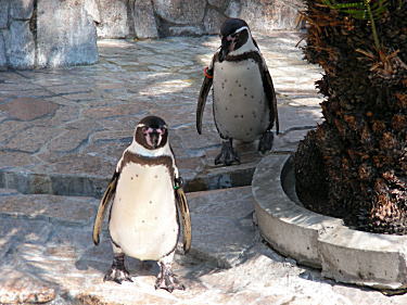 フンボルトペンギン