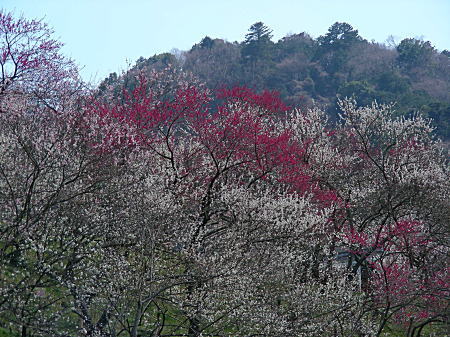 大下沢梅林3