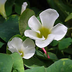 ILUX@