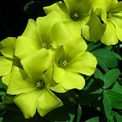 ILUX@