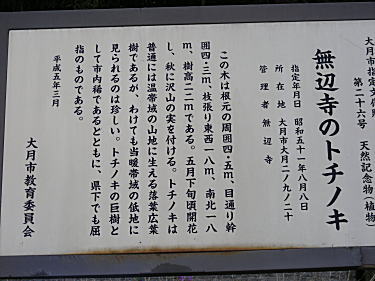 トチノキ説明