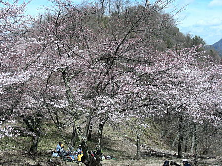 桜全体