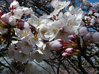 桜アップ