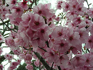 濃い桜