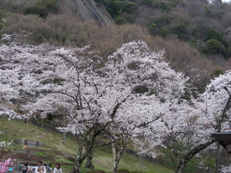 丸山公園の桜