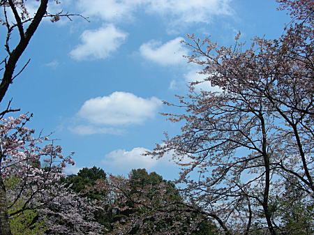 桜と雲
