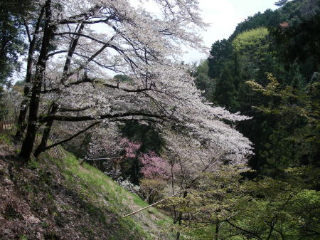桜並木