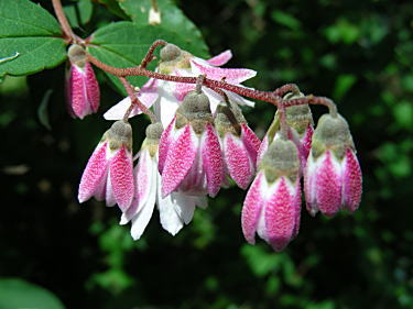 TTEcM