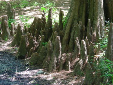 ラクウショウノの気根