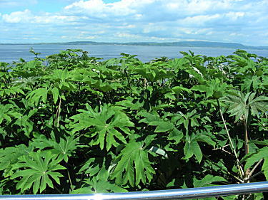 南洋の植物
