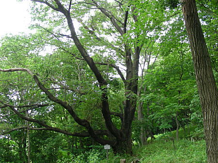 桜の古木