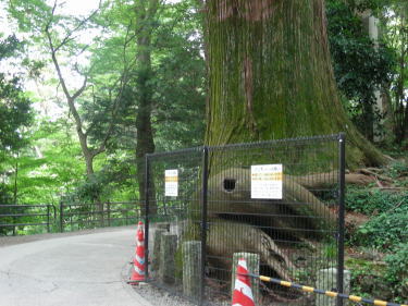 蛸杉根元