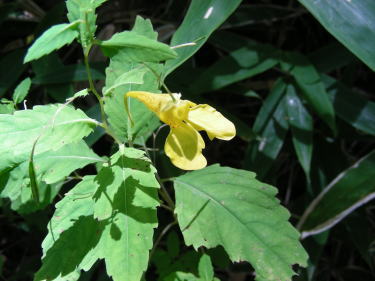 �L�c���t�l