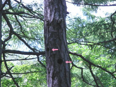 �A�J�Q���̑���