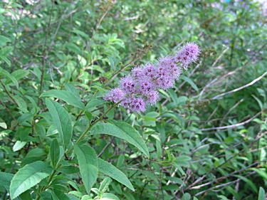 �z�T�L�V���c�P