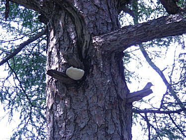 �T���m�R�V�J�P