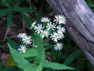 �V�������i