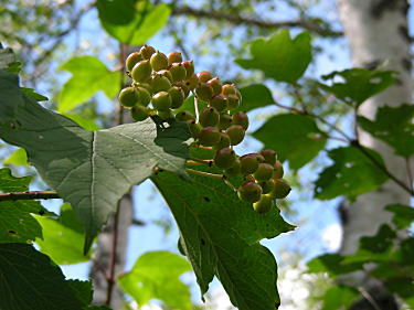 �J���{�N�̎�