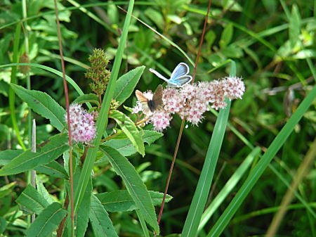 �z�U�L�V���c�P�̖����z���q���V�W�~