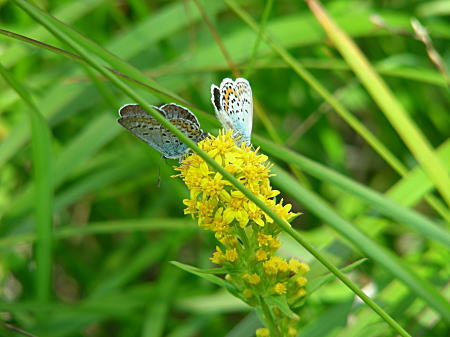 �H���i�ّ��i�A�L�m�L�����\�E�j�ƃq���V�W�~