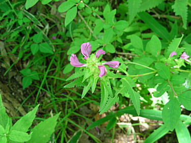 �g���G�V�I�K�}