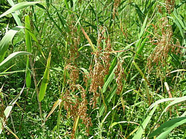 �A�u���K��