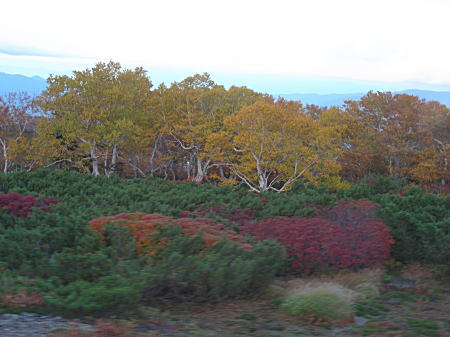 紅葉