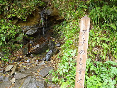 ブナのしずく