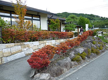 ドウダンツツジの紅葉