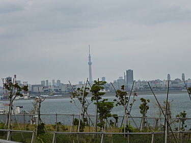 スカイツリー