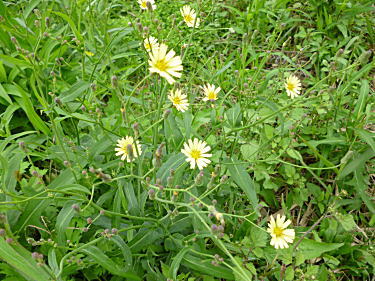薄い黄色の菊