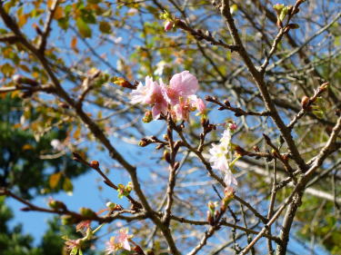 十月桜