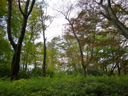 少しは色づいています。