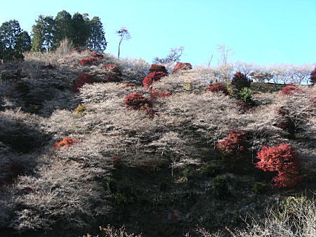 四季桜全景1