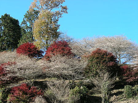 四季桜全景2