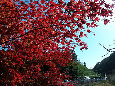 真っ赤な紅葉