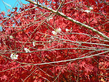 紅葉と四季桜