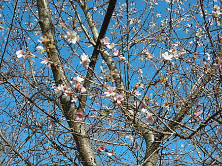 四季桜