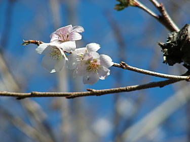 四季桜アップ1