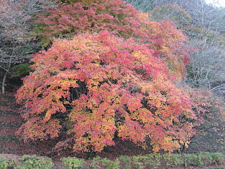 紅葉