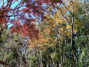 紅葉と黄葉