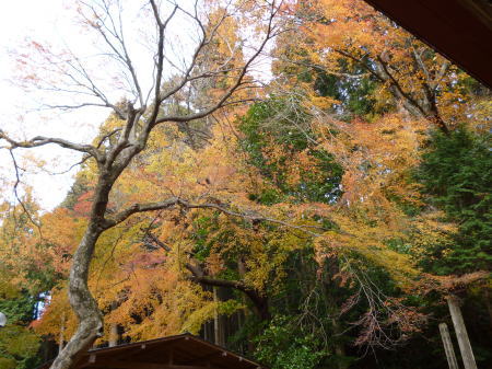 もみじの紅葉