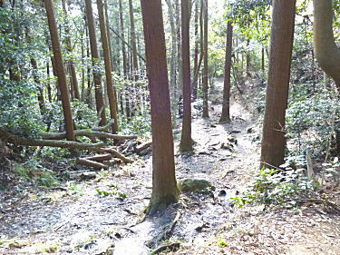 木々の間の道です。