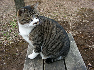 猫