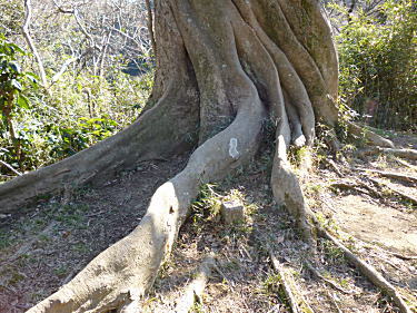 エノキの板根