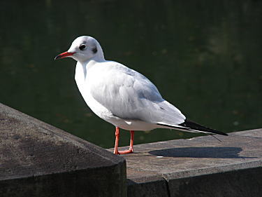 ユリカモメ