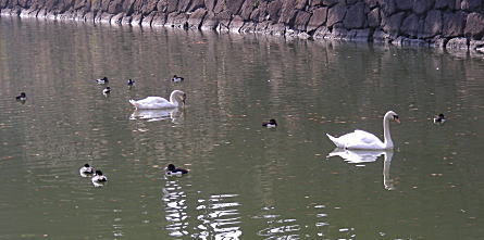 白鳥とキンクロハジロ
