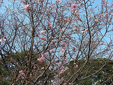 十月桜