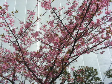 河津桜