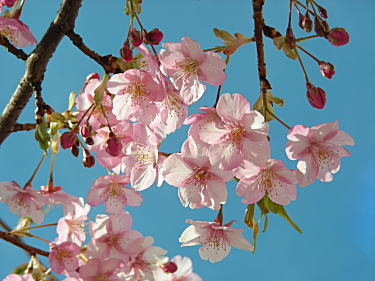 河津桜アップ